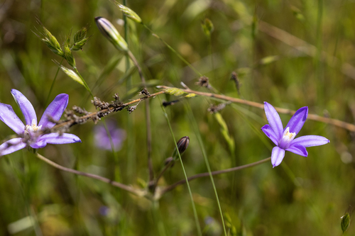 iNaturalist observation photo of Appendage Brodiaea