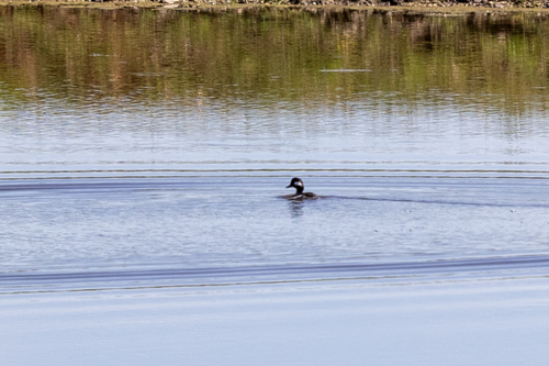 iNaturalist observation photo of Bufflehead