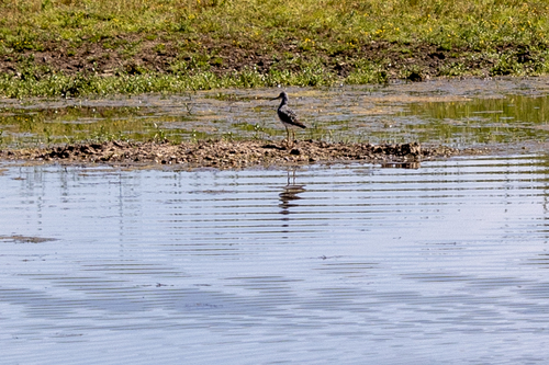 iNaturalist observation photo of Greater Yellowlegs