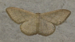 Idaea straminata