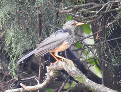 Turdus abyssinicus