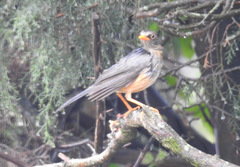 Turdus abyssinicus