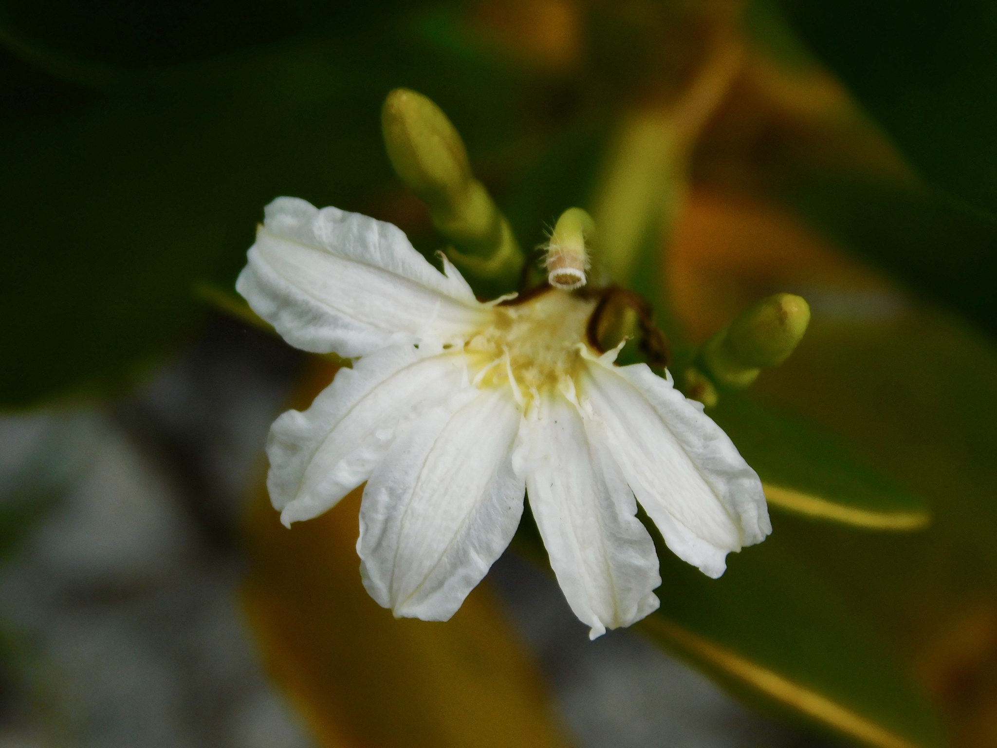 Scaevola plumieri