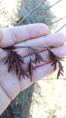 Thamnochortus spicigerus