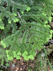 Abies mariesii, photograph (c) 岸本年郎, some rights reserved (CC BY)