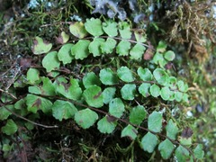Asplenium trichomanes trichomanes