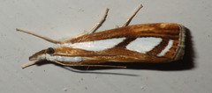 Catoptria