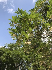 Elaeocarpus apiculatus