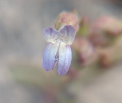 Collinsia callosa