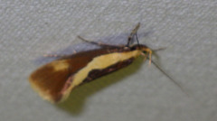 Harpella forficella