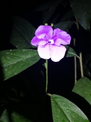Brunfelsia grandiflora