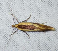 Harpella forficella