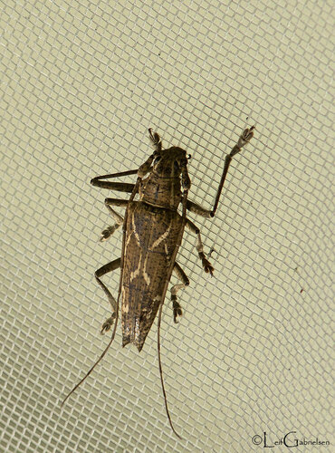 Homonoea