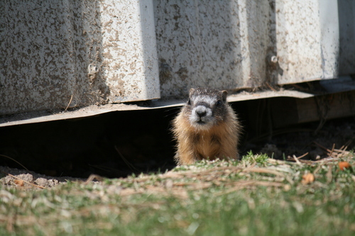 Yellow-bellied Marmot photographed in Idaho
