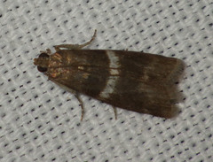 Elegia similella