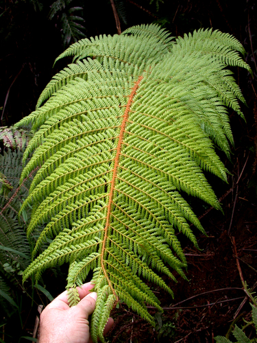 Polystichum marquesense observed 2003-06-27