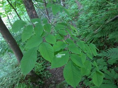 Cladrastis kentukea