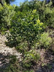 Arctostaphylos patula
