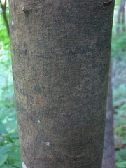 Cladrastis kentukea