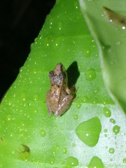 Pristimantis lanthanites