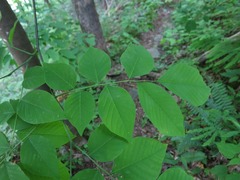 Cladrastis kentukea