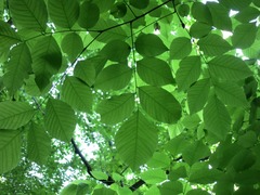 Cladrastis kentukea