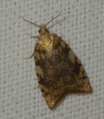 Aleimma loeflingiana