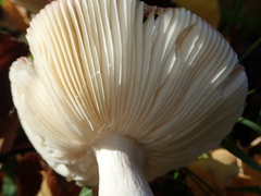 Russula nitida