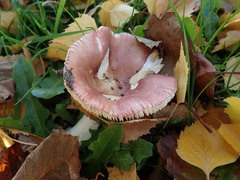 Russula nitida