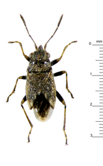 Nysius huttoni