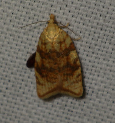 Aleimma loeflingiana