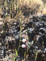 Streptanthus glandulosus secundus