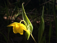 Calochortus amabilis