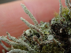 Cladonia glebosa