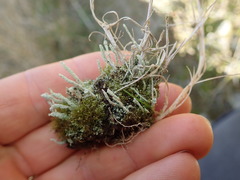Cladonia glebosa