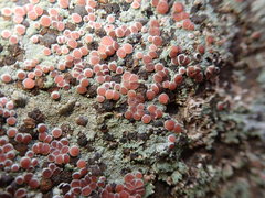 Placopsis rhodophthalma