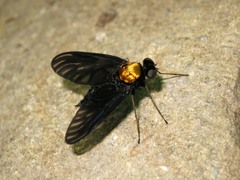 Chrysopilus davisi