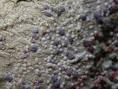 Placopsis rhodophthalma