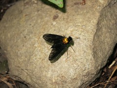 Chrysopilus davisi