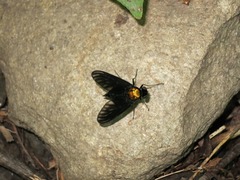 Chrysopilus davisi