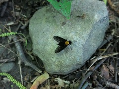 Chrysopilus davisi
