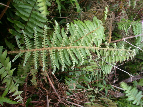 Polystichum marquesense observed 2004-06-15