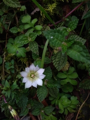 Chondrophylla
