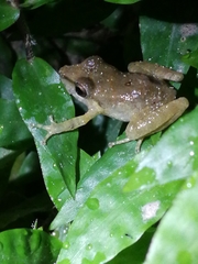Pristimantis variabilis