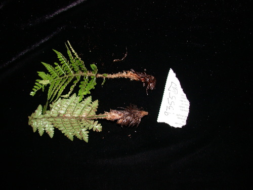 Polystichum rapense observed 2002-05-01