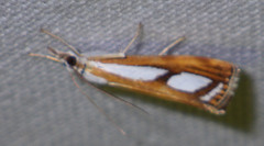 Catoptria
