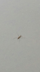 Limnoporus notabilis