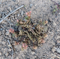 Claytonia parviflora