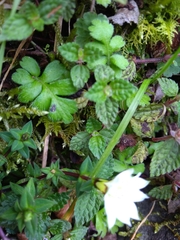 Chondrophylla