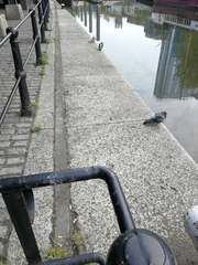 Columba livia domestica